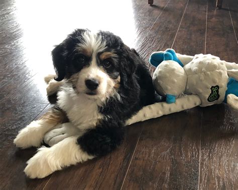  Do Mini Bernedoodles suffer from separation anxiety? Yes, they can